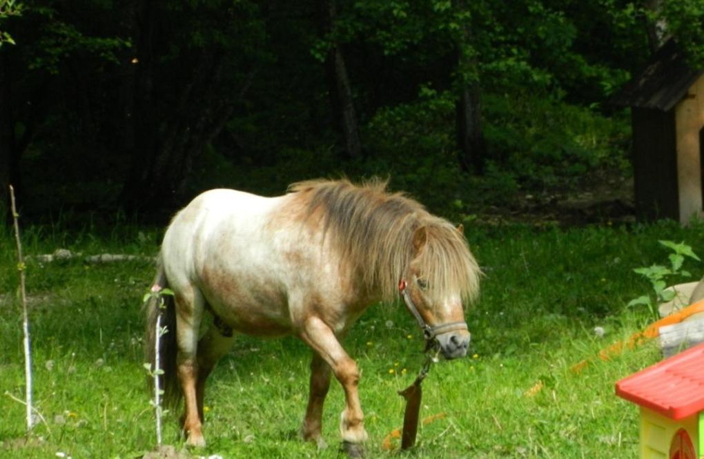 Pensiunea Valea Negrasului Trăisteni Buitenkant foto